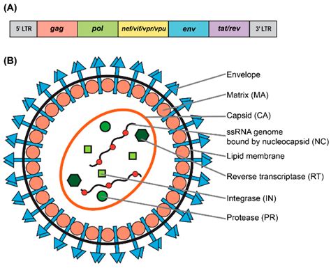 what are lentiviral vectors